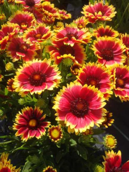 Gaillardia ‘Realflor Compact Sunset Cutie’ (PlantHaven)