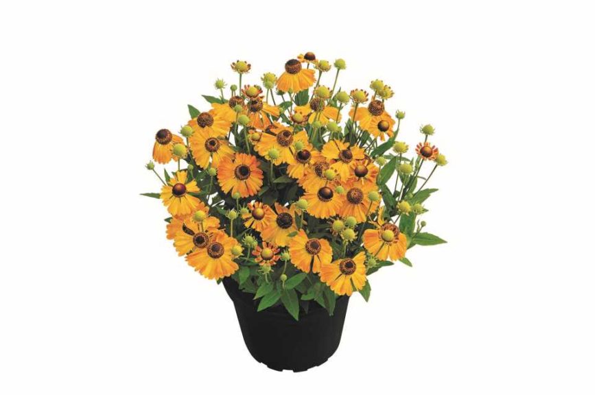 Helenium 'Orange' (Kientzler)