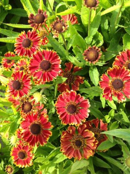 Helenium autumnale ‘Mariachi Bandera’ (Plants Nouveau)2