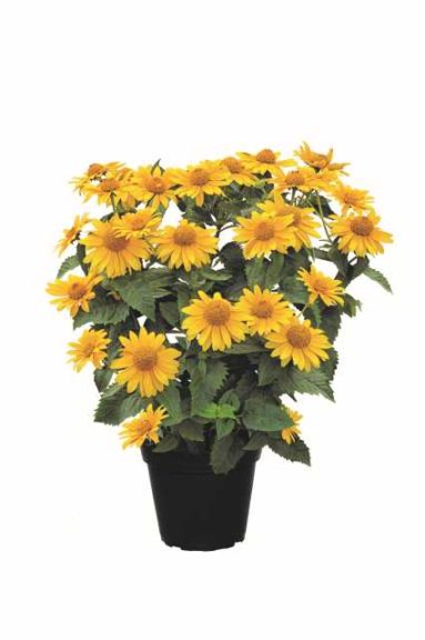 Heliopsis 'Sole d' Oro' (Kientzler)