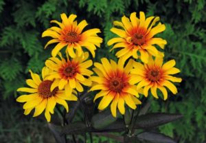 Heliopsis helianthoides var. scabra ‘Burning Hearts’ (Jelitto)