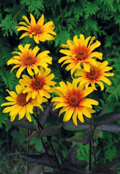 Heliopsis helianthoides var. scabra ‘Burning Hearts’ (Jelitto)