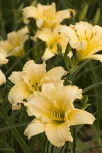 Hemerocallis ‘EveryDayLily Cream’ (Monrovia)