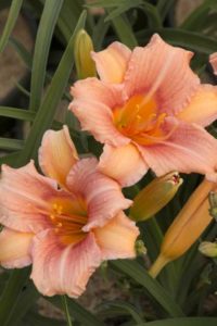 Hemerocallis ‘EveryDayLily Pink Wing’ (Monrovia)