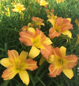 Hemerocallis ‘EveryDayLily Yellow Punch’ (Monrovia)