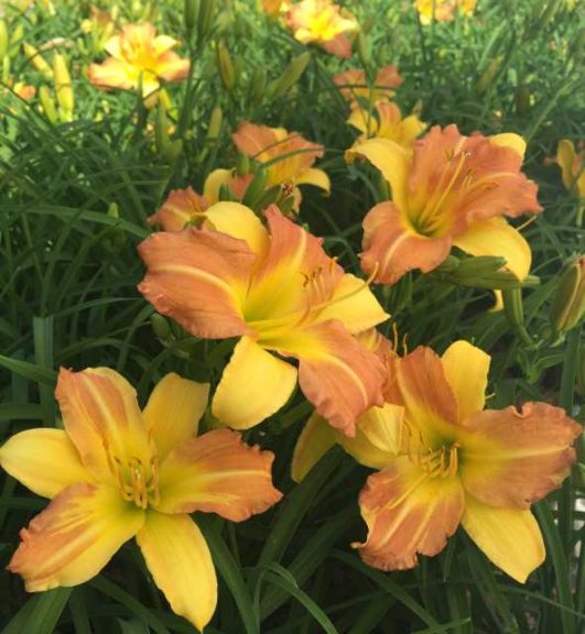 Hemerocallis ‘EveryDayLily Yellow Punch’ (Monrovia)