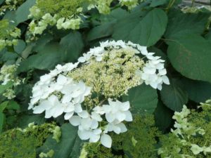 Hydrangea arborescens ‘Halo’ (Plants Nouveau)