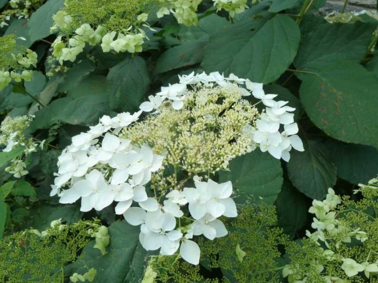 Hydrangea arborescens ‘Halo’ (Plants Nouveau)