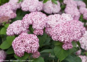 Hydrangea ‘Incrediball Blush’ (Proven Winners ColorChoice)