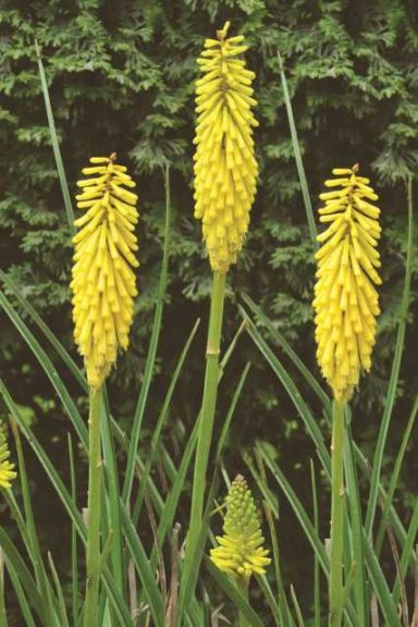 Kniphofia ‘Echo Yello’ (ItSaul Plants)
