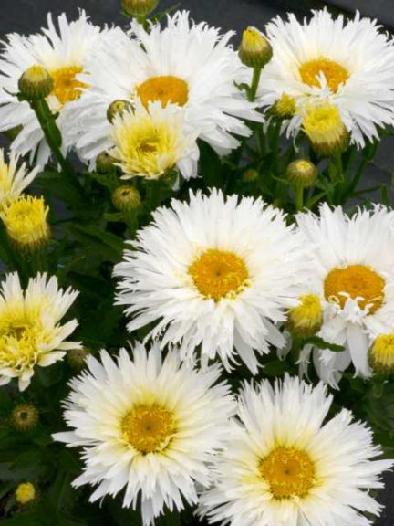 Leucanthemum ‘Belgian Lace’ (Terra Nova Nurseries)