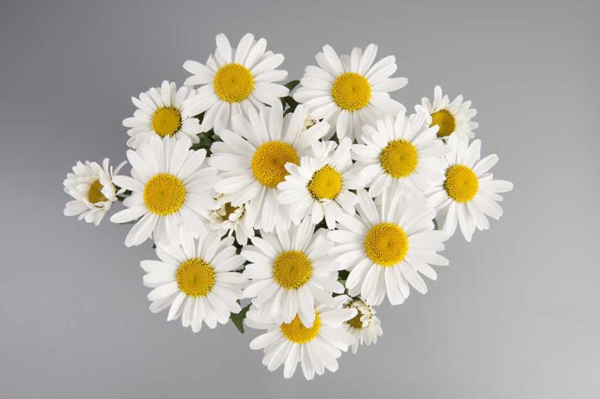 Leucanthemum ‘Ooh La Lagrande’ (Florensis)