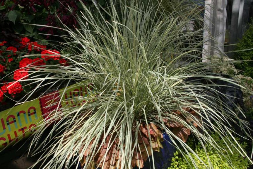 Lomandra longifolia ‘Platinum Beauty’ (Sunset Western Garden Collection/Southern Living Plant Collection)