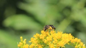 New Guide on Bee-Friendly Plants Available From Horticultural Research Institute