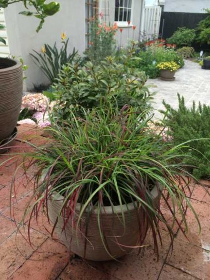 Miscanthus ‘Little Miss’ (PlantHaven)