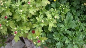 How Nitrogen Influences The pH Of Your Growing Medium