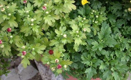 How Nitrogen Influences The pH Of Your Growing Medium