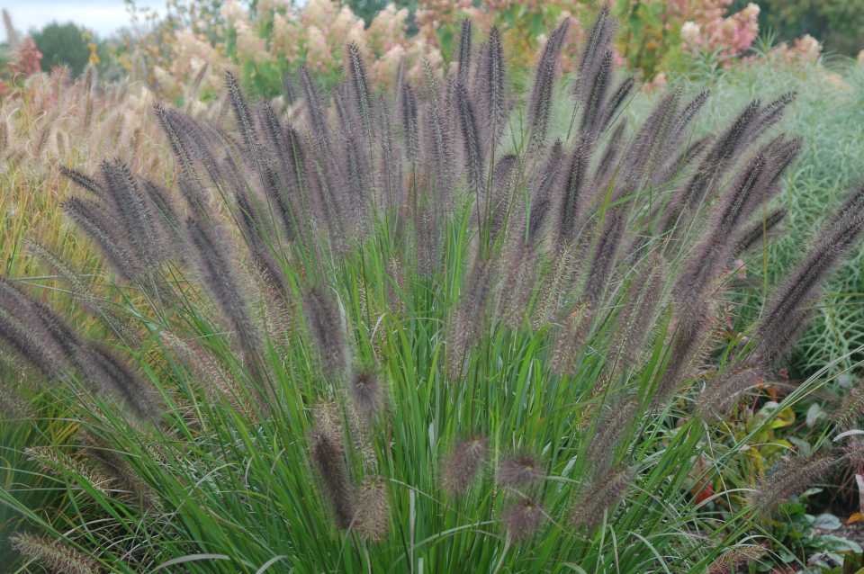12 New Ornamental Grasses For Low Maintenance Garden Appeal Slideshow Greenhouse Grower,Eastlake Furniture Price Guide