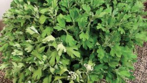 How To Prevent Pythium In Fall Garden Mums