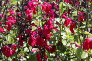 Salvia microphylla 'Killer Cranberry' (Southern Living Plant Collection)