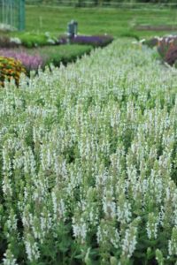 Salvia ‘Salute White’ (Dümmen Orange)