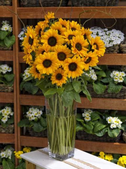 P. Allen Smith Home Grown Cut Flower Collection