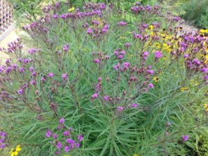 Vernonia × ‘Southern Cross’ Ironweed (Intrinsic Perennial Gardens)