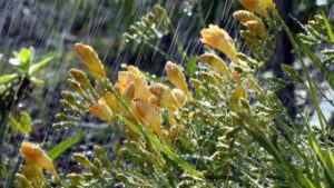 Industry Consultants Say Early Sales Are Bolstering Poor May Weather