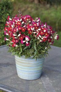 Antirrhinum Antiquity Series (Floranova)