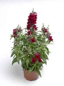 Antrrhinum 'Snaptastic Red' (Syngenta Flowers)