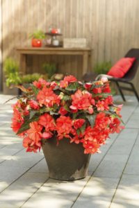 Begonia ‘Unbelievable Miss Malibu’ (Dümmen Orange)