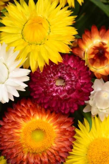 Bracteantha Cottage Series Mix (Westflowers)