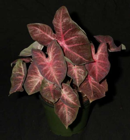Caladium ‘Berries N’ Burgundy’ (Abbott-Ipco)