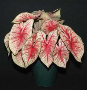 Caladium ‘Southern Charm’ (Abbott-Ipco)
