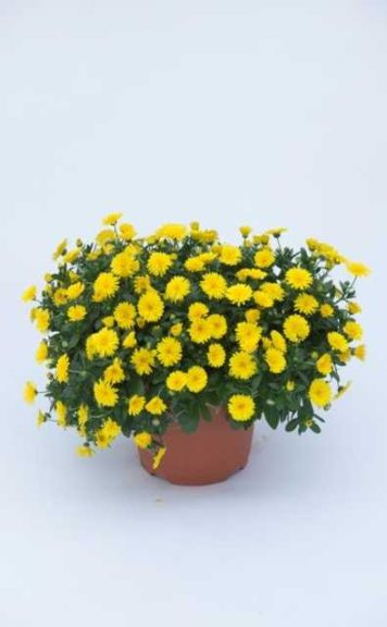 Calendula 'Power Daisy' (Kientzler)