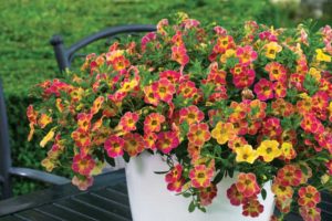 Calibrachoa 'Chameleon Sunshine Berry' (Westflowers)