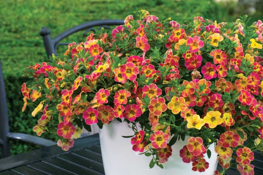 Calibrachoa 'Chameleon Sunshine Berry' (Westflowers)