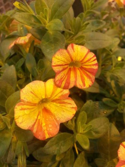 Calibrachoa ‘Superbells Tropical Sunrise’ (Proven Winners/Four Star Greenhouse)
