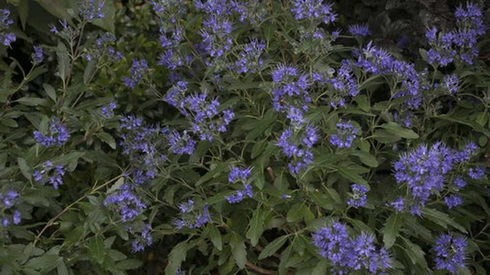 Caryopteris 'Beyond Midnight Bluebeard' (Proven Winners/Four Star Greenhouse)