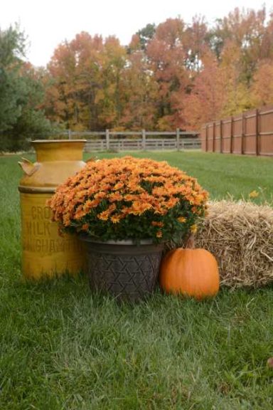 Chrysanthemum ‘Stephany Bronze’ (Syngenta Flowers)