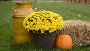 Tips on Growing Garden Mums for Fall Sales