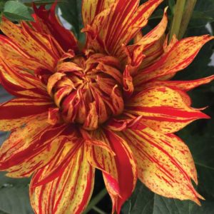 Painter Dahlias Series (PlantHaven)