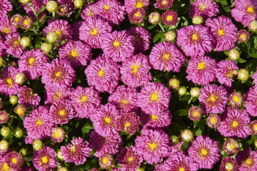 Dendranthema ‘Dainty Pink Igloo’ (Blooms of Bressingham)