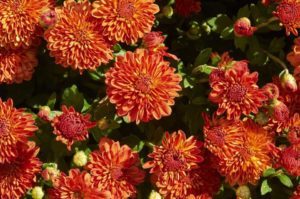 Dendranthema ‘Harvest Igloo’ (Blooms of Bressingham)