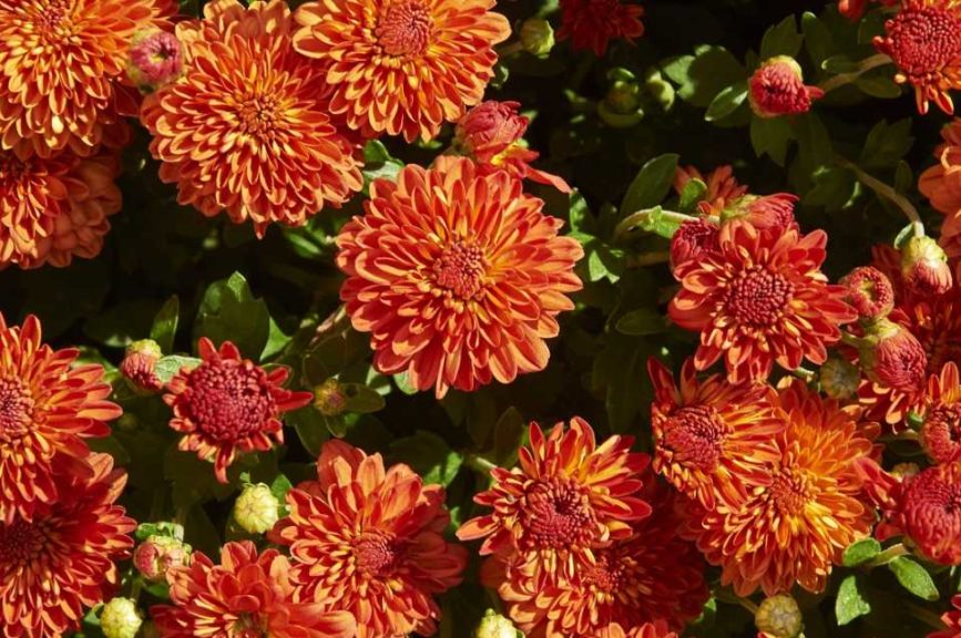 Dendranthema ‘Harvest Igloo’ (Blooms of Bressingham)