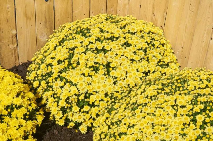 Dendranthema ‘Sundance Igloo’ (Blooms of Bressingham)