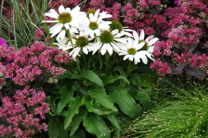 Echinacea Conetto Series (Cultivaris)