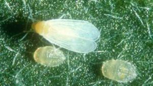 Vestaron Planning For More Research And Development Of New Bioinsecticides