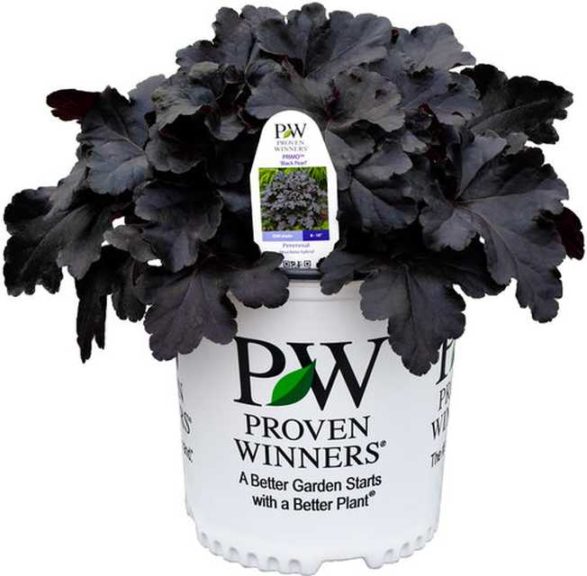 Heuchera ‘Primo Black Pearl Coral Bells’ (Proven Winners/Four Star Greenhouse)