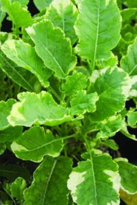 ‘Kosmic’ Kale (Plug Connection)